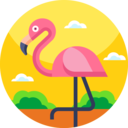 animals,wildlife,animal kingdom,zoo,bird,animal,flamingo,flamingos ok 