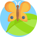animals,nature,animal,insect,farming and gardening,fly,wings,garden,flower,entomology,butterfly,moths,pretty,butterflies