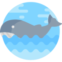 animals,mammal,wildlife,landscape,nature,wild life,animal kingdom,sea life,ocean,whale,sea,oceanic ok 