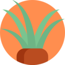 nature,plant,leaves,ground,soil,grass,grass leaves