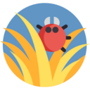 animals,bug,animal kingdom,insect,parasite,flea ok 