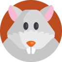animals,pet,animal kingdom,Rodent,rat ok 