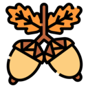 healthy food,food and restaurant,nature,fruit,squirrel,acorn,oak