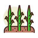 sun,landscape,weather,field,farming and gardening,farm,leaf,plants,grass,Plantation ok 
