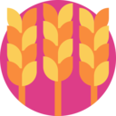 food,vegan,healthy food,food and restaurant,organic,vegetarian,nature,farming and gardening,cereal,wheat,rye ok 
