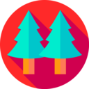 nature,tree,forest,pines,pine ok 