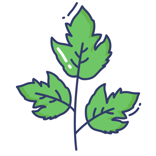 Coriander
