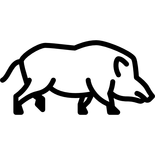 Boar
