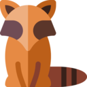 animals,wildlife,animal,zoology,raccoon ok 