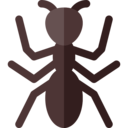 animals,nature,animal kingdom,insect,ant,arthropod