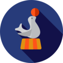 animals,entertainment,zoo,animal,carnival,seal,fairground,circus