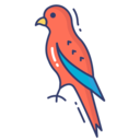 animals,bird,animal,parrot,parakeet