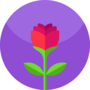 nature,botanical,flower,blossom,petals,rose