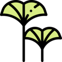 nature,flower,blossom,botanic,ginko ok 