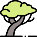 nature,botanical,tree,garden,yard