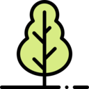 nature,botanical,tree,garden,yard