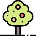 nature,botanical,tree,garden,yard