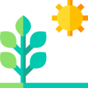ecology and environment,sun,plant,sprout,environment,photosynthesis