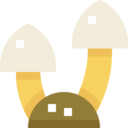 food,food and restaurant,nature,farming and gardening,mushroom,Muscaria,Fungi,mushrooms