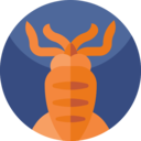 food,animals,food and restaurant,aquarium,sea life,animal,aquatic,squid ok 