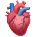 Anatomical Heart ok 
