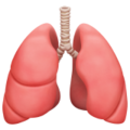 Lungs ok 