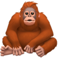 Orangutan ok 