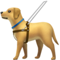 Guide Dog ok 