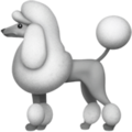 Poodle ok 