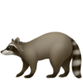 Raccoon ok 