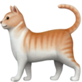 Cat ok 