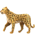 Leopard ok 