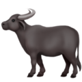 Water Buffalo ok 