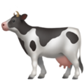 Cow ok 