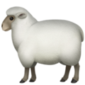 Ewe ok 