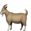 Goat ok 