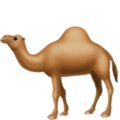 Camel ok 