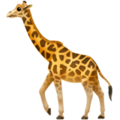 Giraffe ok 