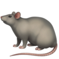 Rat ok 