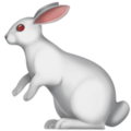 Rabbit ok 