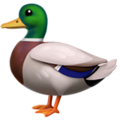 Duck ok 