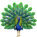 Peacock ok 
