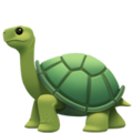 Turtle ok 