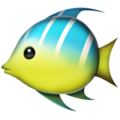 Tropical Fish ok 