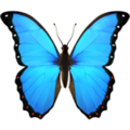 Butterfly ok 