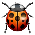 Lady Beetle ok 