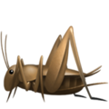Cricket ok 