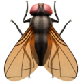 Fly ok 