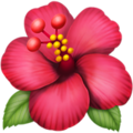 Hibiscus ok 