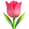 Tulip ok 